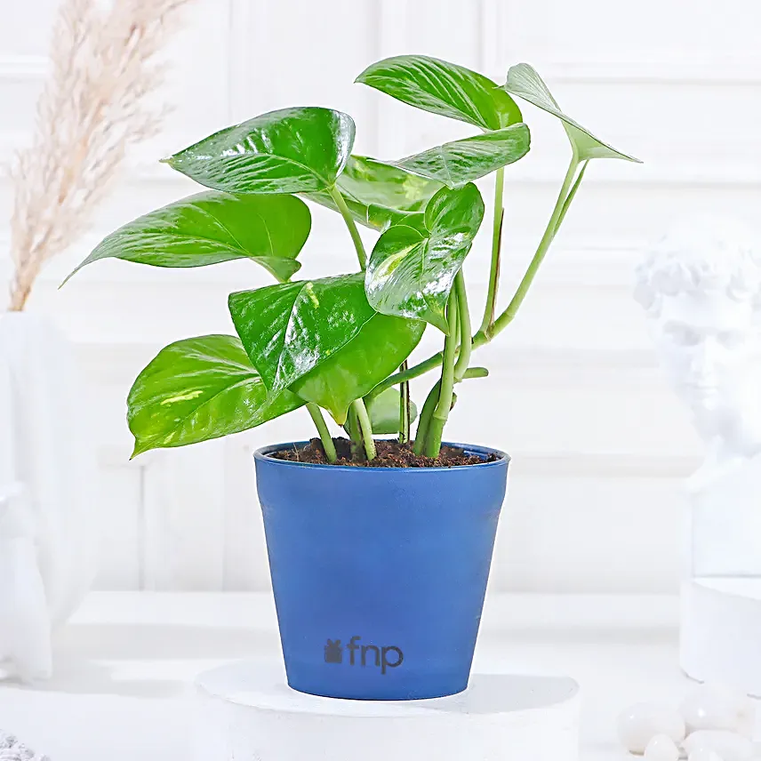 lovely golden money plant for home