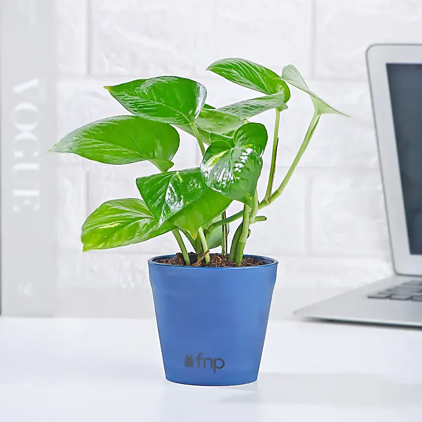lovely golden money plant for home