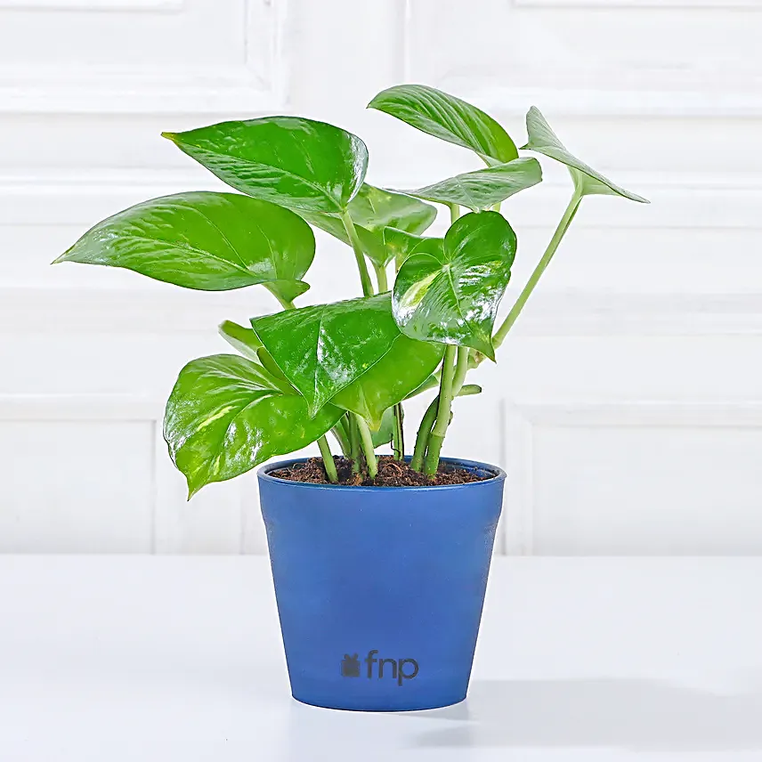 lovely golden money plant for home