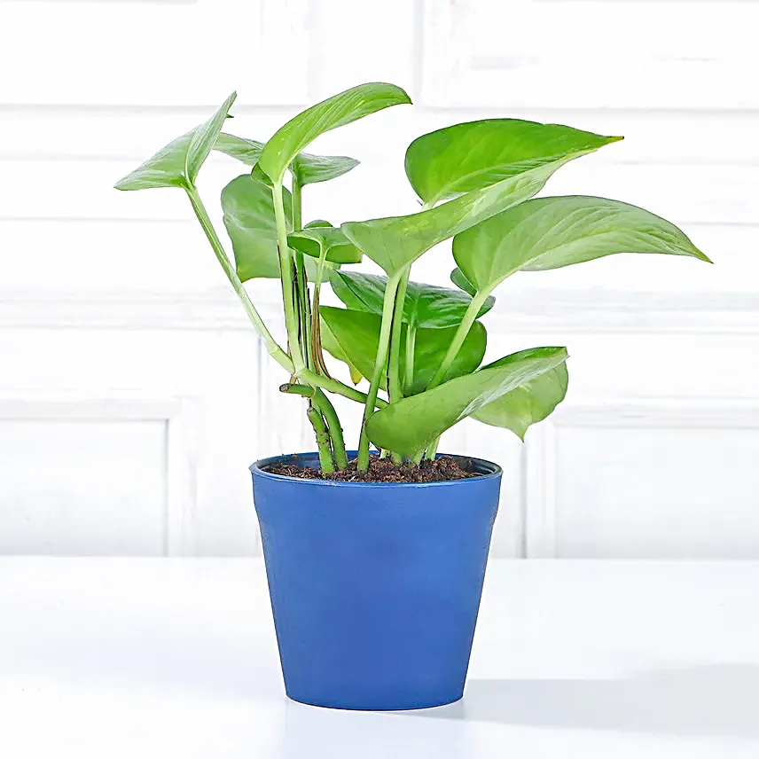 lovely golden money plant for home