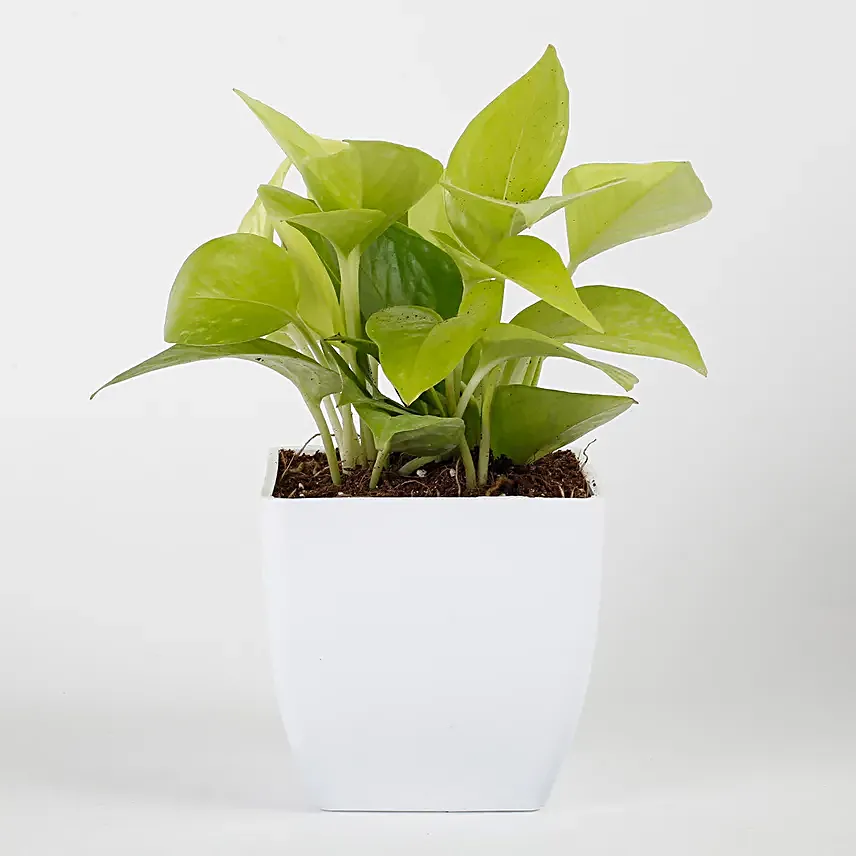 Golden Money Plant in White Imported Plastic Pots