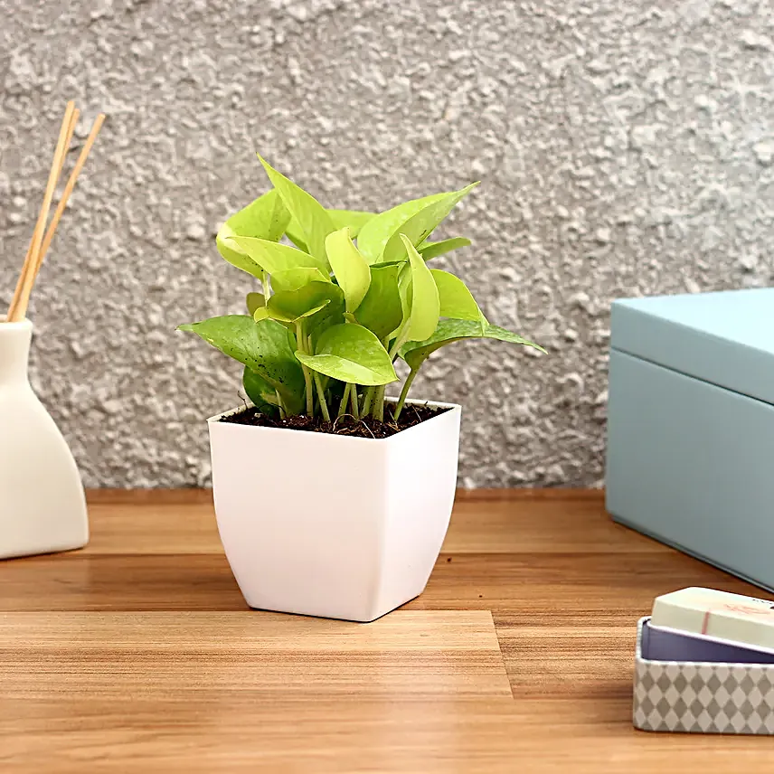 Golden Money Plant in White Imported Plastic Pots