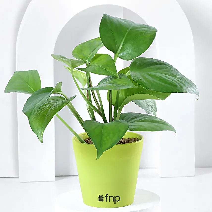 Golden Money Plant in White Imported Plastic Pots