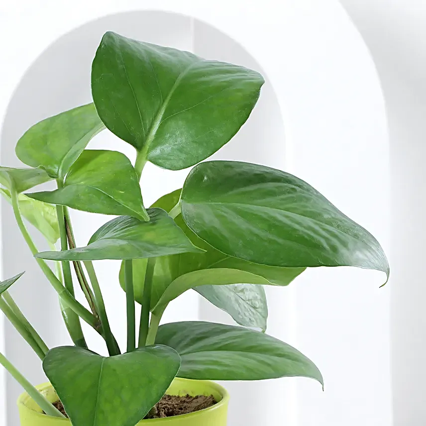 Golden Money Plant in White Imported Plastic Pots