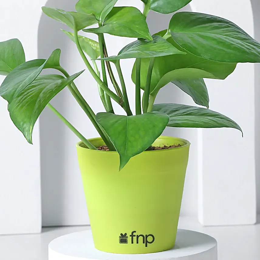 Golden Money Plant in White Imported Plastic Pots