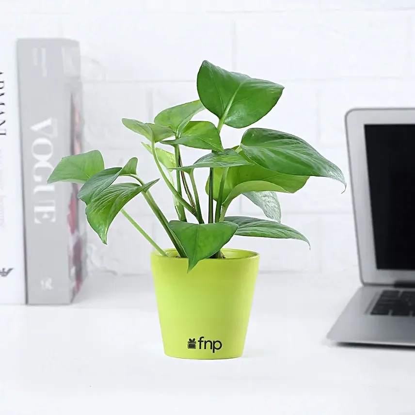 Golden Money Plant in White Imported Plastic Pots
