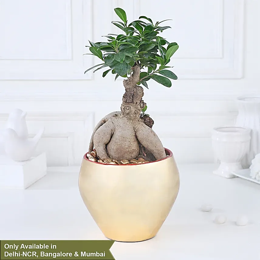 Golden Serenity with Ficus Bonsai