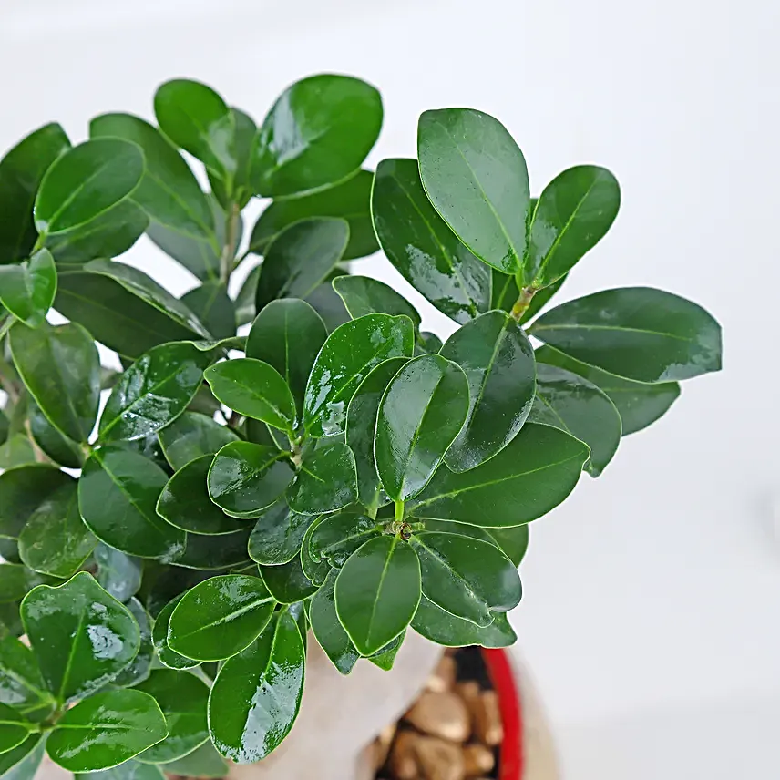 Golden Serenity with Ficus Bonsai