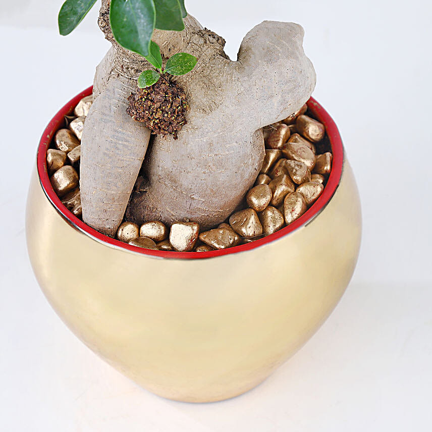 Golden Serenity with Ficus Bonsai