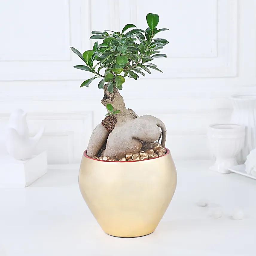 Golden Serenity with Ficus Bonsai