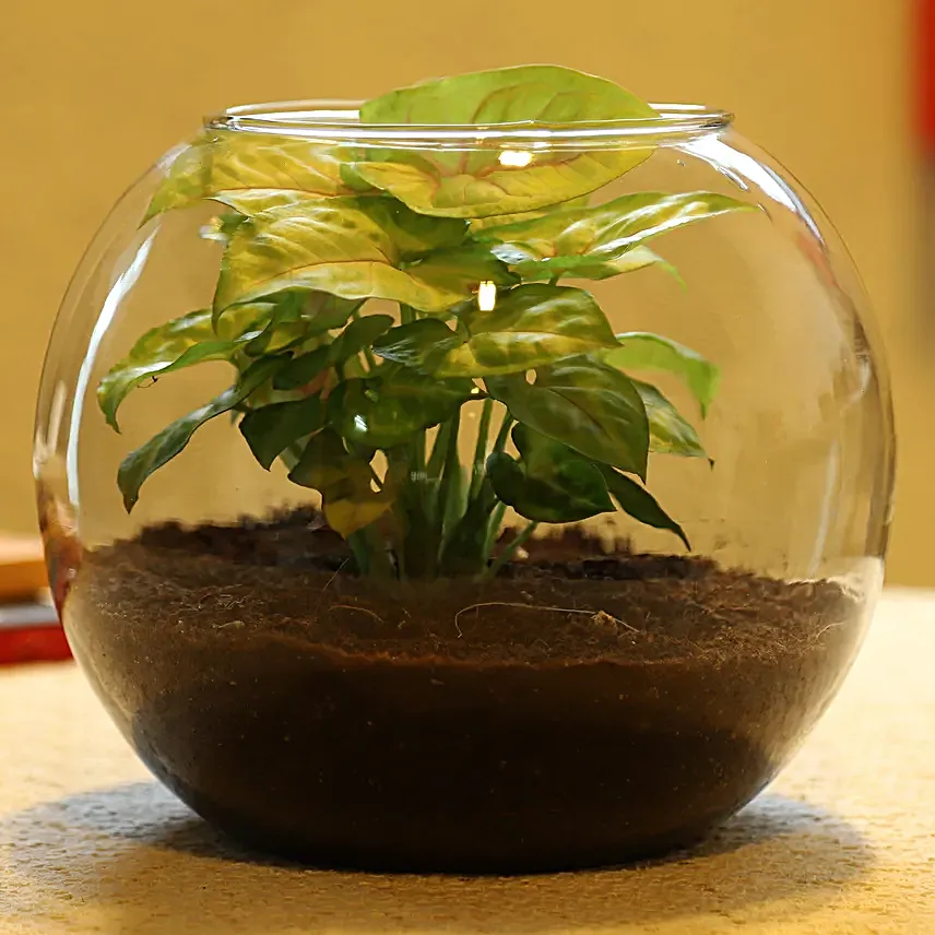 Order Syngonium Plant