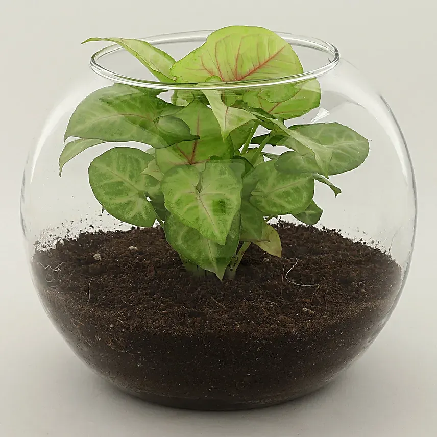 Order Syngonium Plant