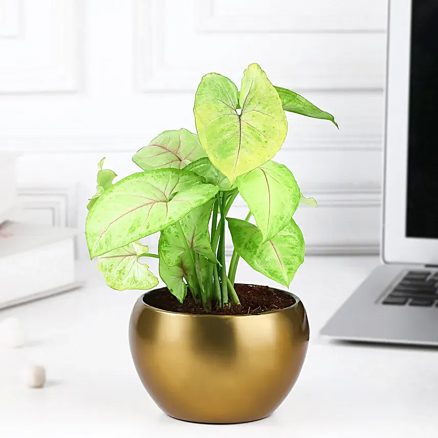 Golden Syngonium