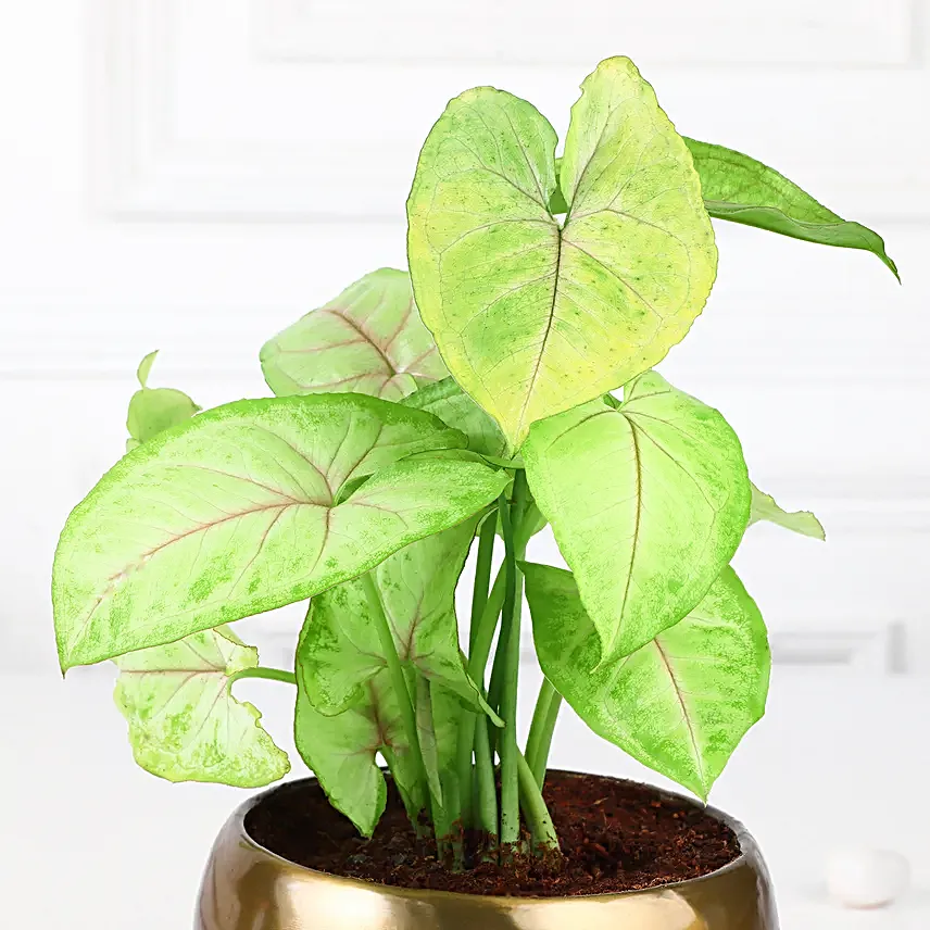 Golden Syngonium