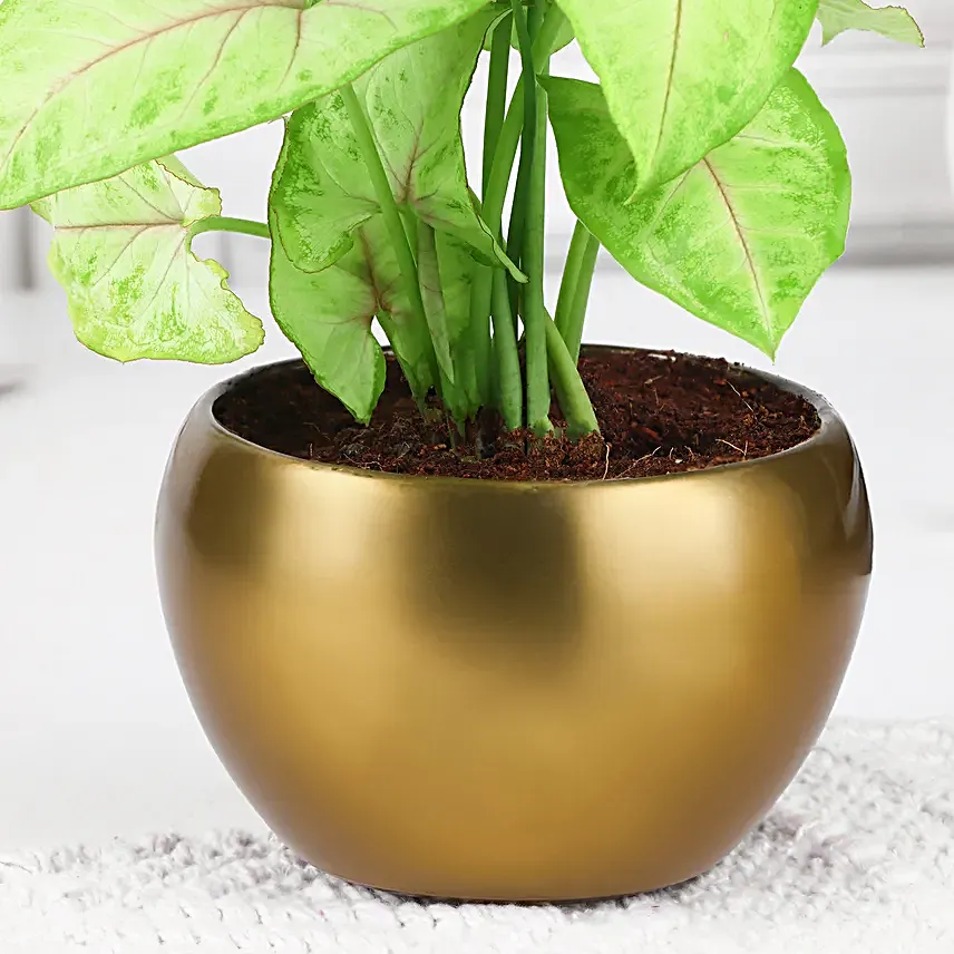 Golden Syngonium