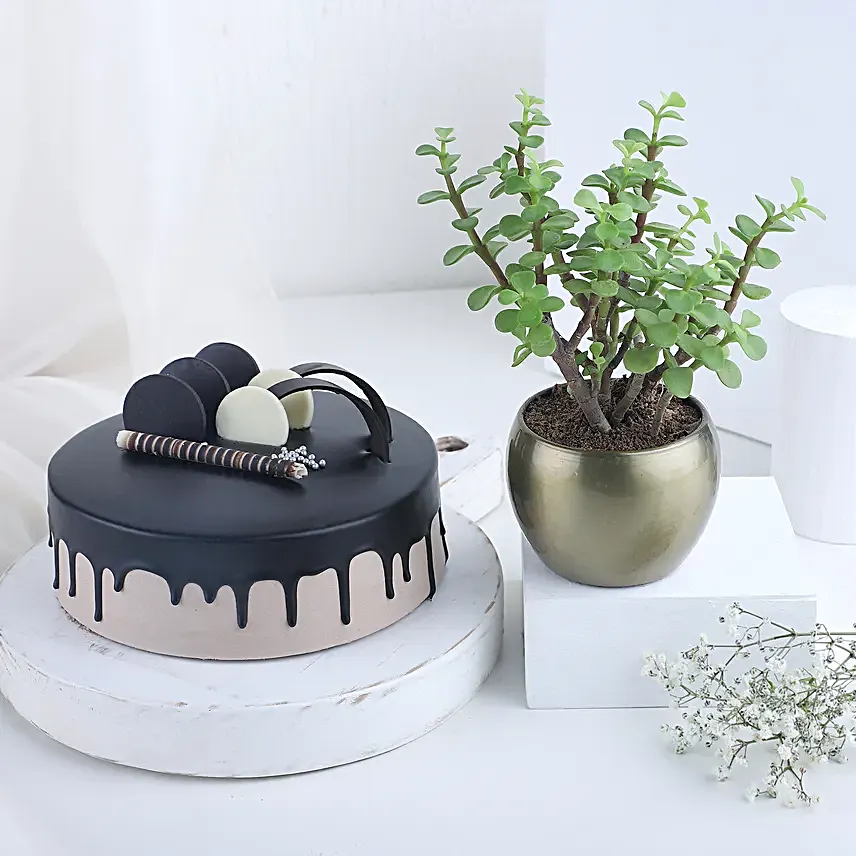 Good Vibes Plant N Cake Combo