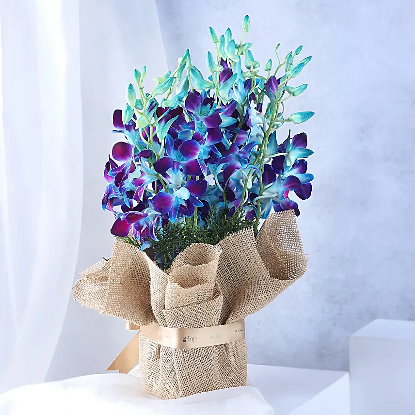 Gorgeous Blue Orchids Arrangement