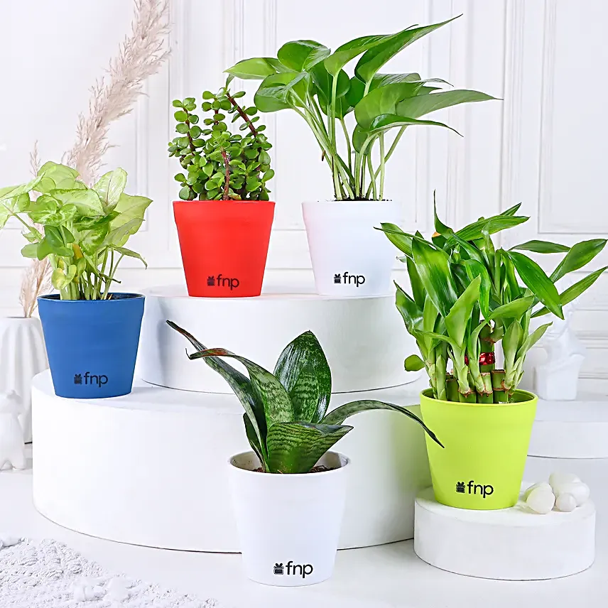 Order Online Plant Set