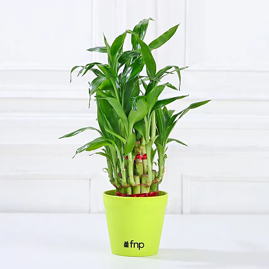Order Online Plant Set