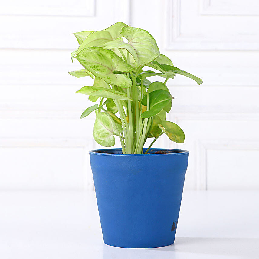 Order Online Plant Set