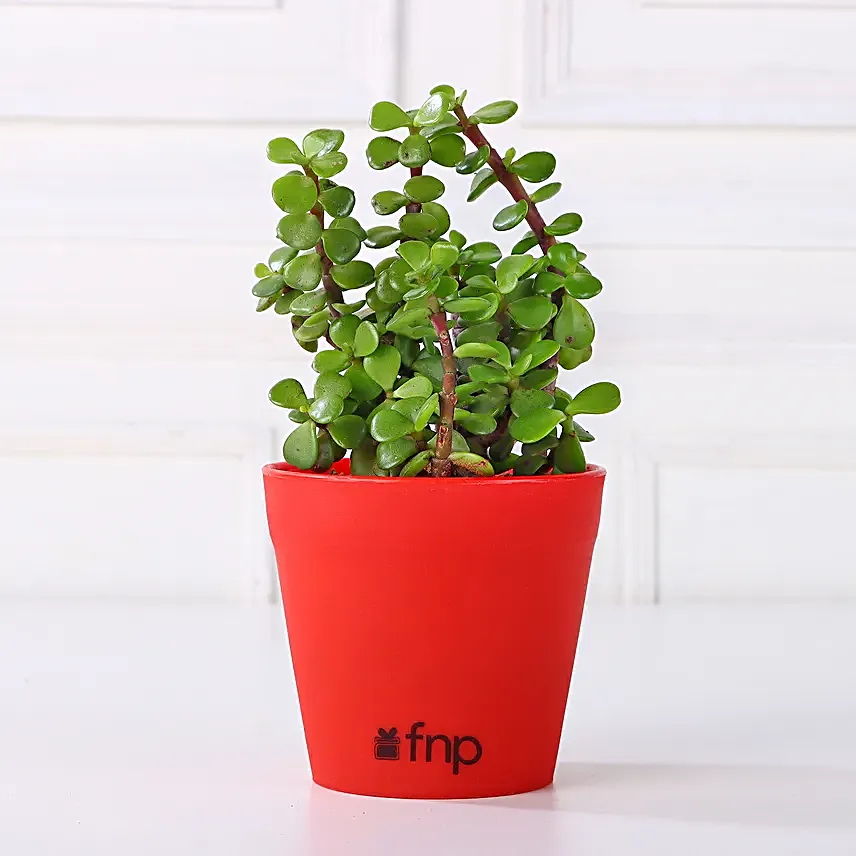 Order Online Plant Set