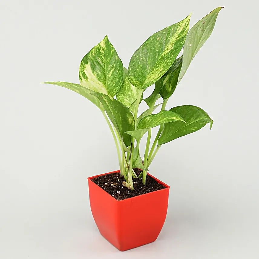 Order Online Plant Set