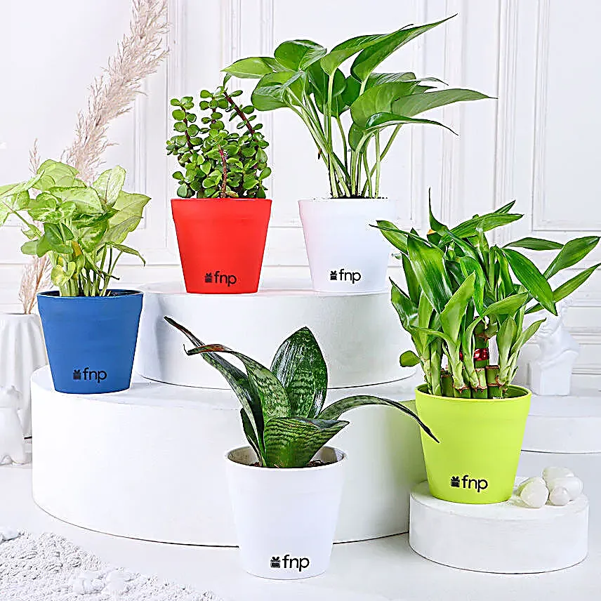 Grand 5 House Plant Set Gift