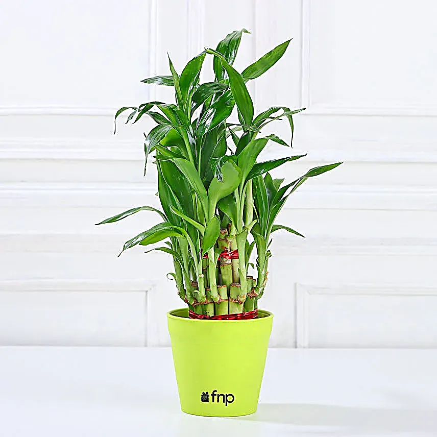 Grand 5 House Plant Set Gift