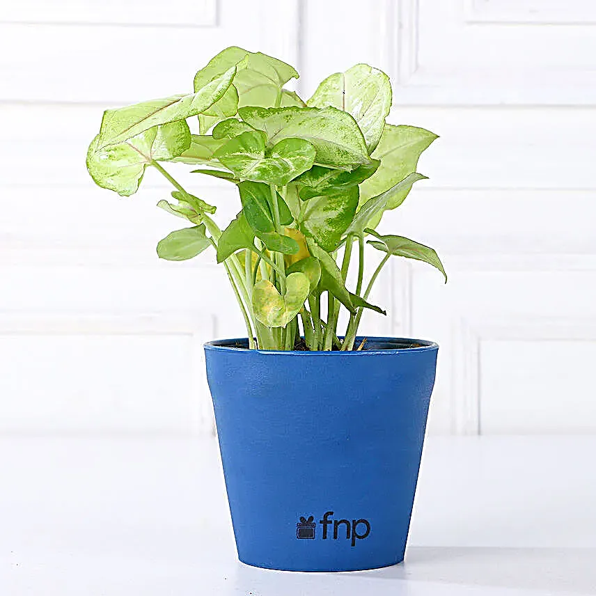 Grand 5 House Plant Set Gift