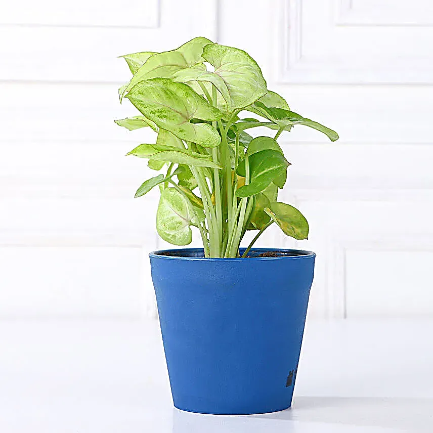 Grand 5 House Plant Set Gift