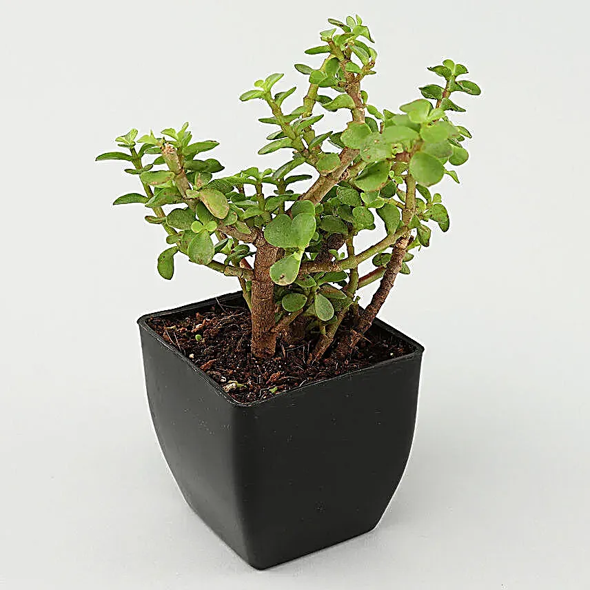 Grand 5 House Plant Set Gift