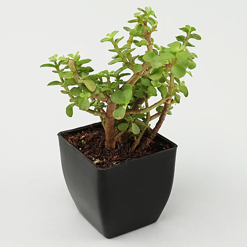 Grand 5 House Plant Set