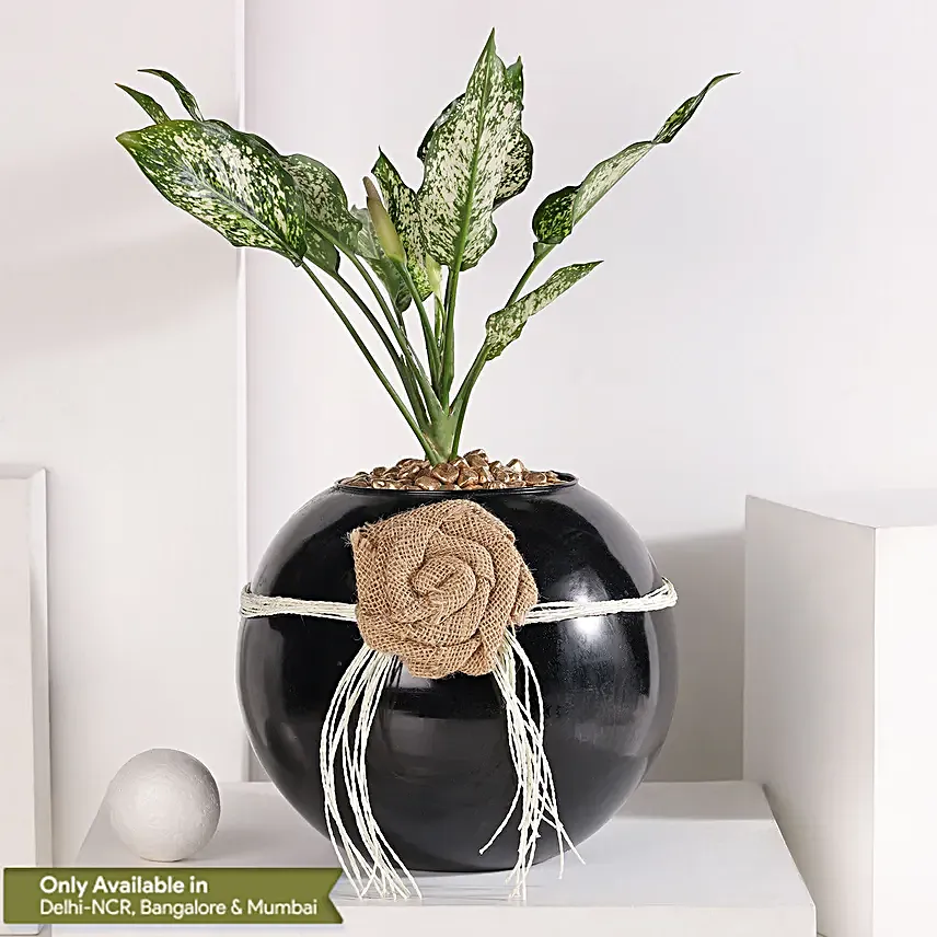 Green Aglaonema Bloom in Fish Bowl