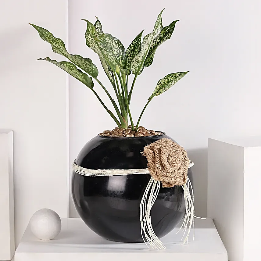 Green Aglaonema Bloom in Fish Bowl