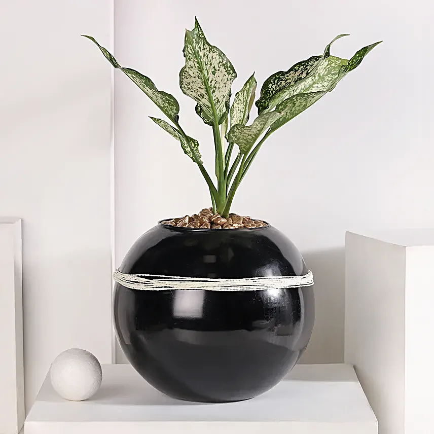 Green Aglaonema Bloom in Fish Bowl