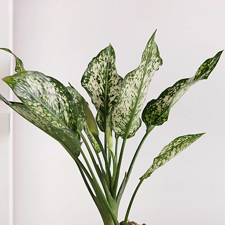Green Aglaonema Bloom in Fish Bowl