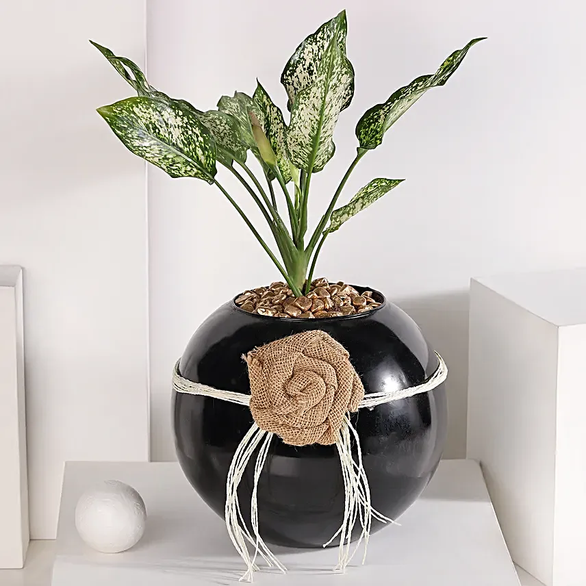 Green Aglaonema Bloom in Fish Bowl