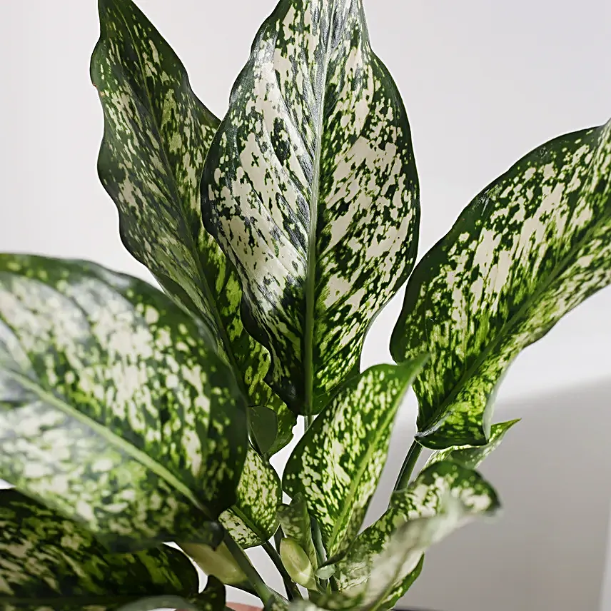 Green Aglaonema Bloom in Fish Bowl