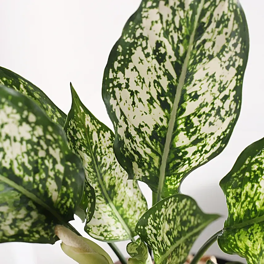 Green Aglaonema Bloom in Fish Bowl