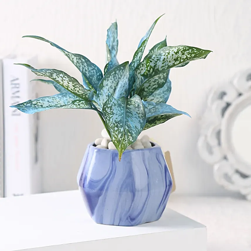 Green Aglaonema in Hexagon Pot