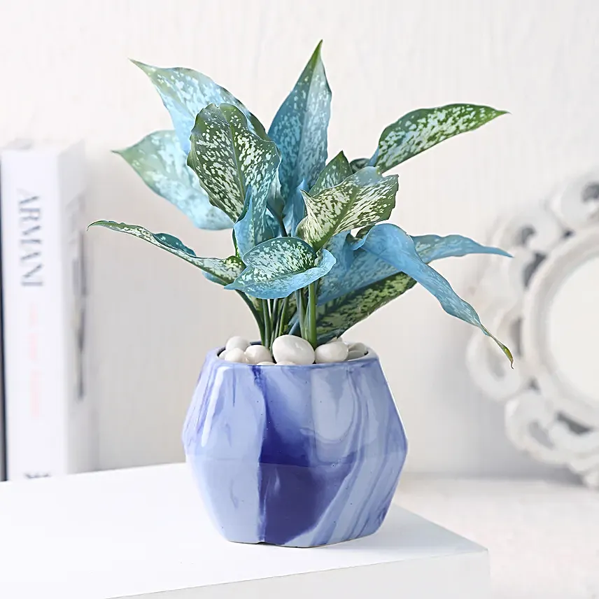 Green Aglaonema in Hexagon Pot