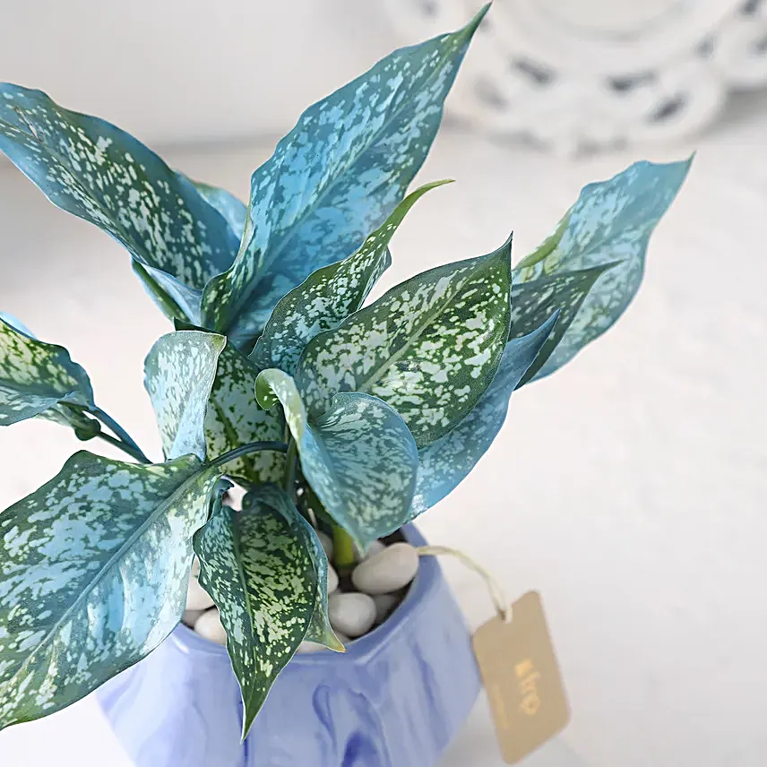 Green Aglaonema in Hexagon Pot