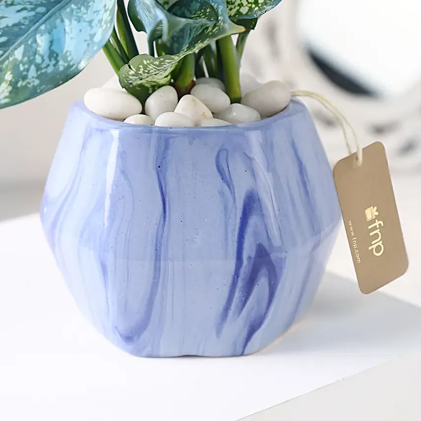 Green Aglaonema in Hexagon Pot