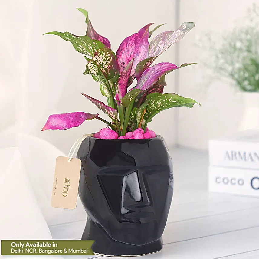 Green Aglaonema Plant in Black Pot