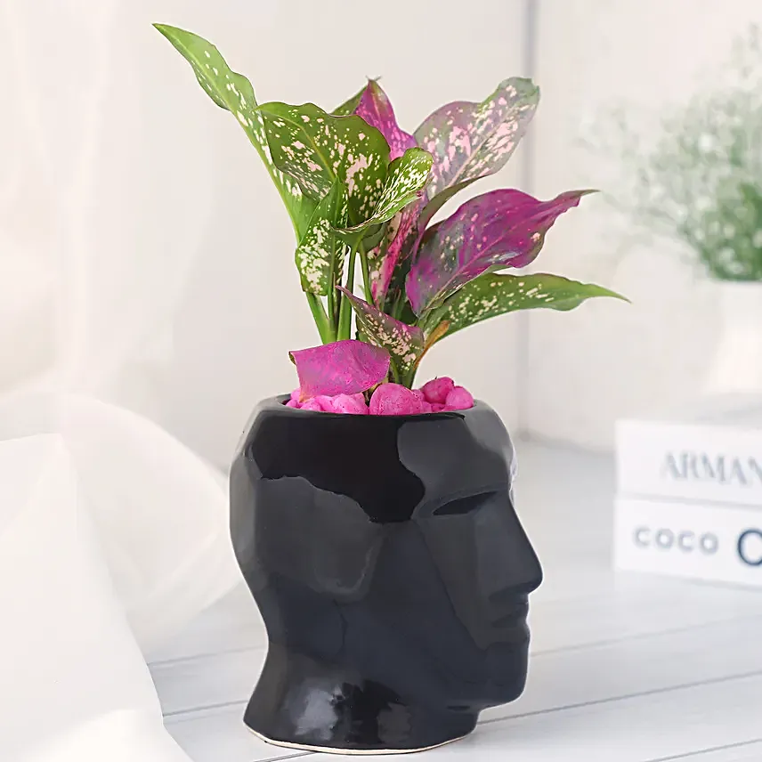 Green Aglaonema Plant in Black Pot