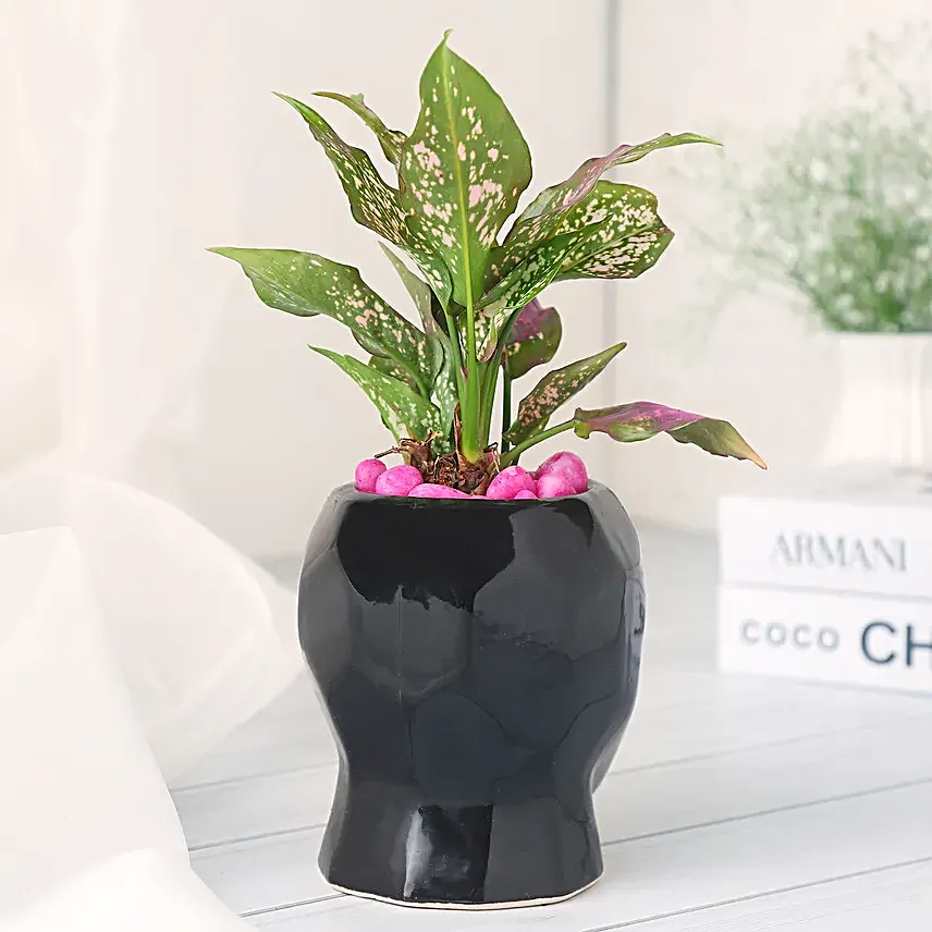 Green Aglaonema Plant in Black Pot