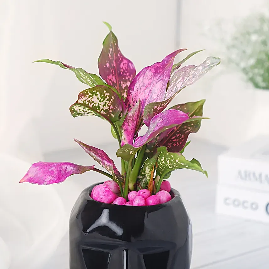 Green Aglaonema Plant in Black Pot