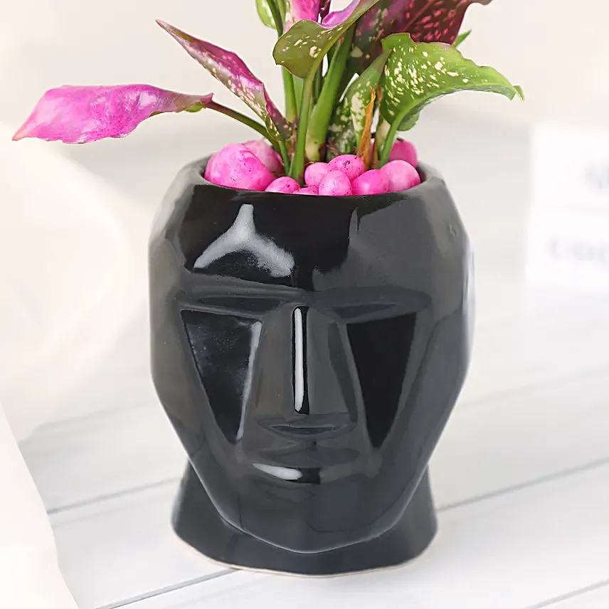 Green Aglaonema Plant in Black Pot