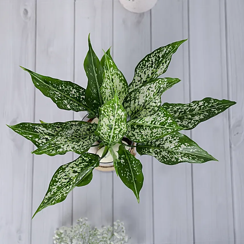 Green Aglaonema Plant In Pebbled Jar