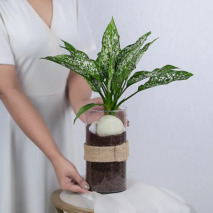 Green Aglaonema Plant In Pebbled Jar